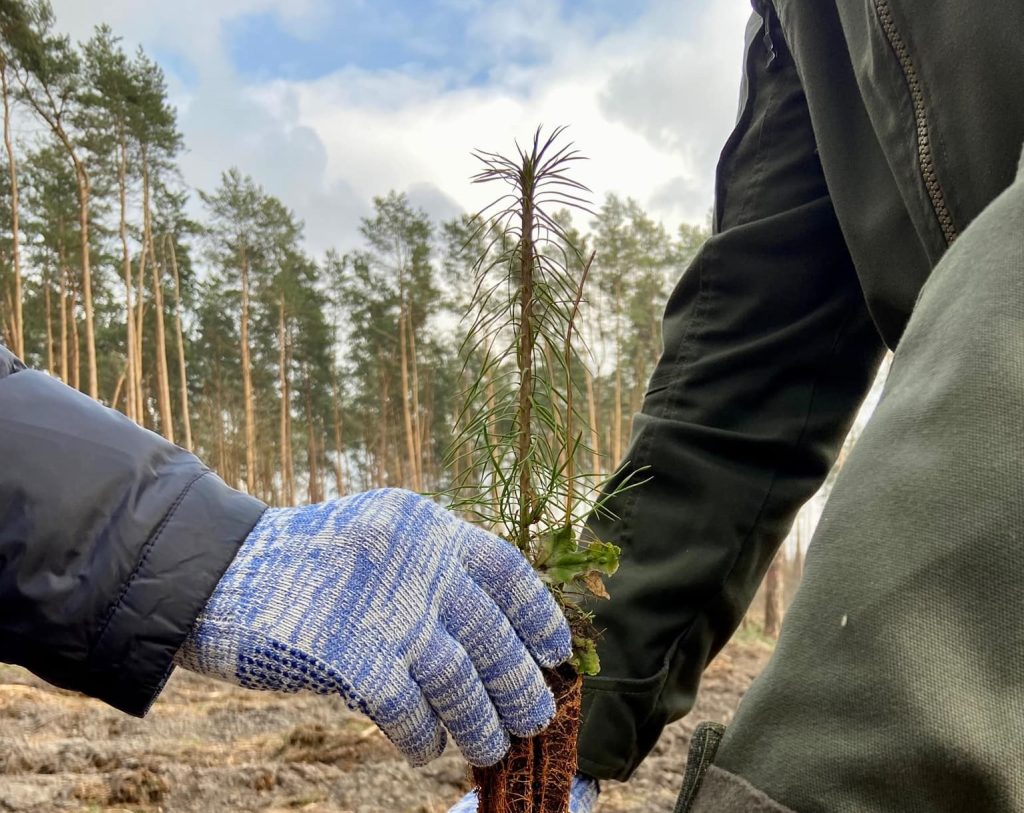 На Харківщині висадять нові стійкі ліси: подробиці