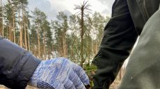 На Харківщині висадять нові стійкі ліси: подробиці