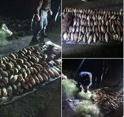 Трех браконьеров, наловивших почти 90 кг рыбы, поймали на Купянщине