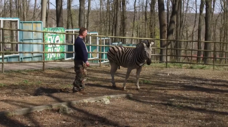 Харківському зоопарку подарували зебру (відео)