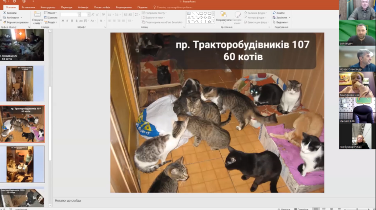 60 або 11 котів на квартиру: житлові норми для тварин встановили в Харкові