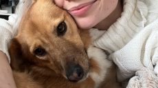 Модно «всиновити» собаку з Харкова: тварини з притулку знайшли дім за кордоном
