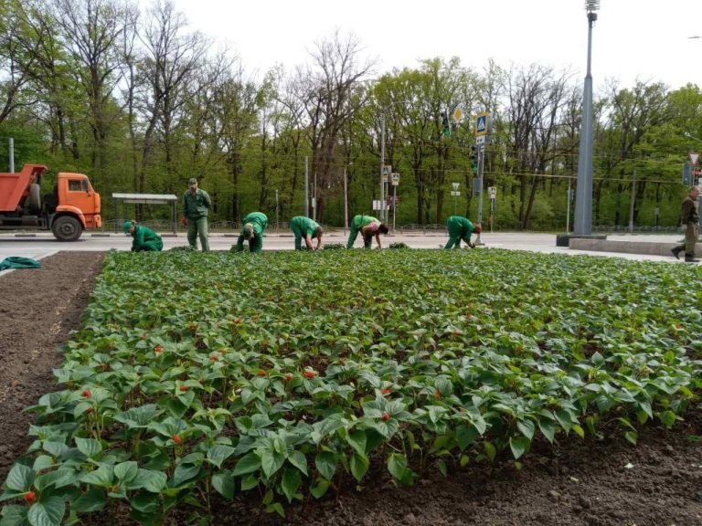 На Меморіалі Слави в Харкові почали висаджувати квіти: їх буде 25 тис. (фото)