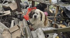 Пес дивом вижив після удару по Дергачах під Харковом: що в його очах (фото)