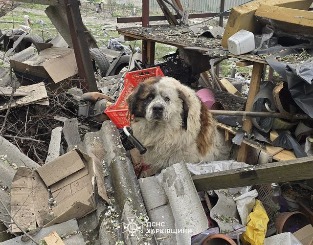 Пес дивом вижив після удару по Дергачах під Харковом: що в його очах (фото)