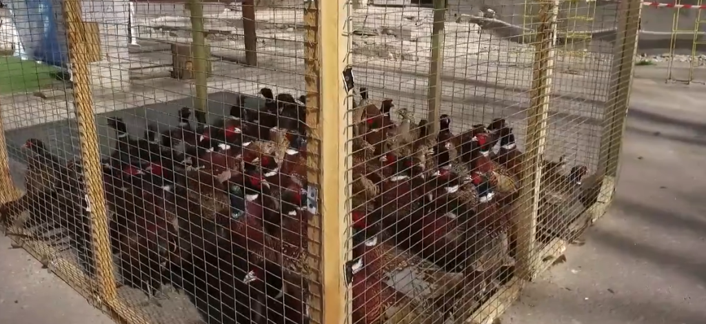 Понад сотню фазанів випустили на волю в харківському екопарку (відео)