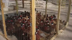 Понад сотню фазанів випустили на волю в харківському екопарку (відео)