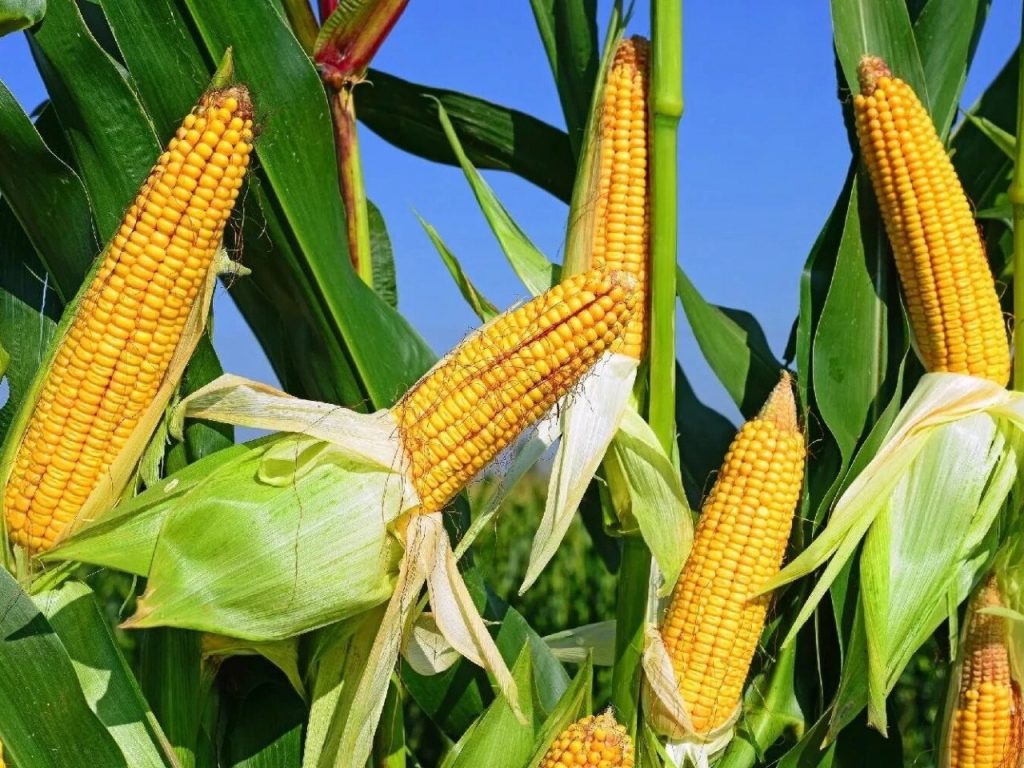 Аграрии Харьковщины могут бесплатно получить семена кукурузы — подробности