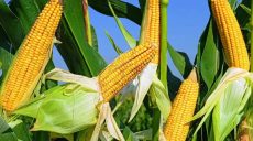 Аграрии Харьковщины могут бесплатно получить семена кукурузы — подробности