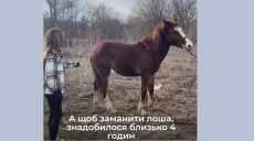 Из-под обстрелов Купянска вывезли двух коней, жеребенка ловили 4 часа (видео)
