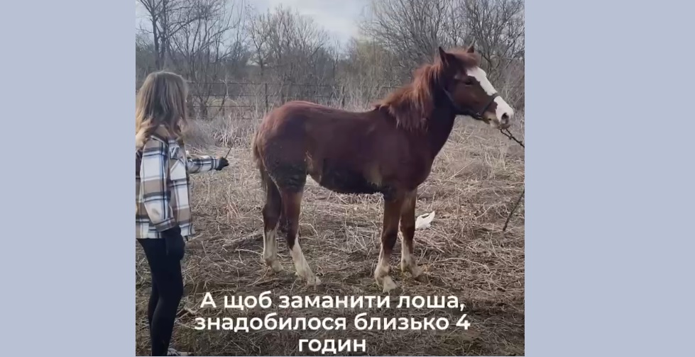 З-під обстрілів Куп’янська вивезли двох коней, лоша ловили 4 години (відео)