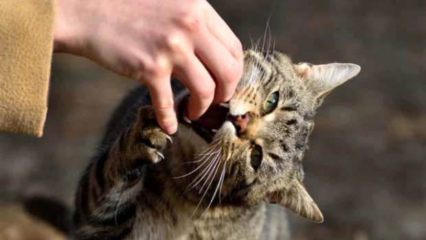 Гулял три дня и вернулся с бешенством: на Харьковщине кот напал на хозяев