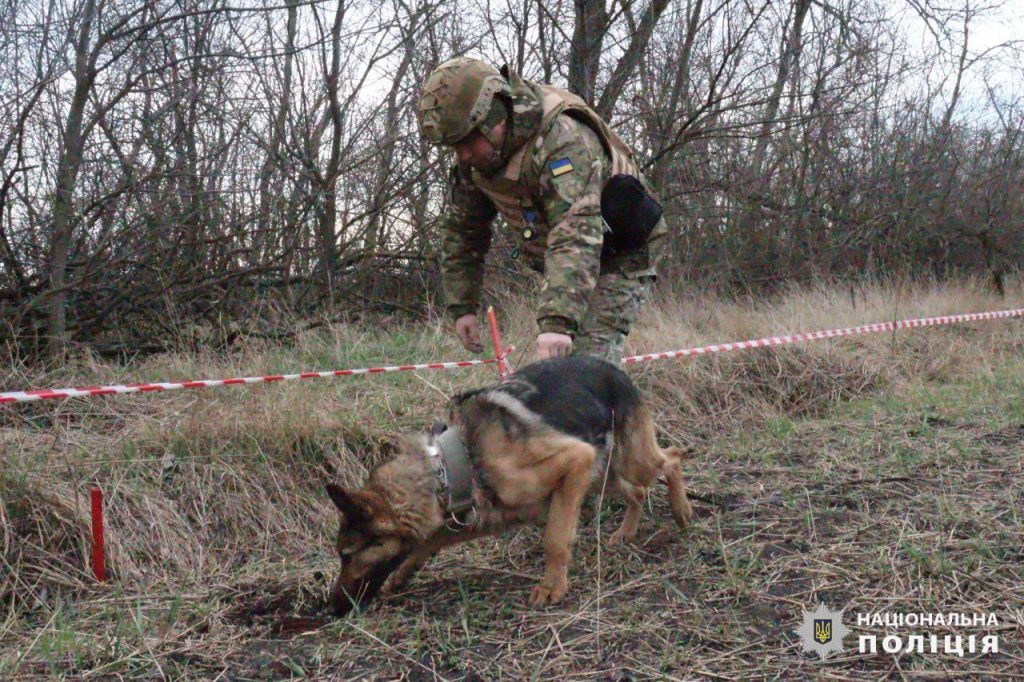 Служебные собаки вынюхивают вражеские мины на Харьковщине (видео)