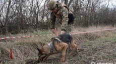 Служебные собаки вынюхивают вражеские мины на Харьковщине (видео)