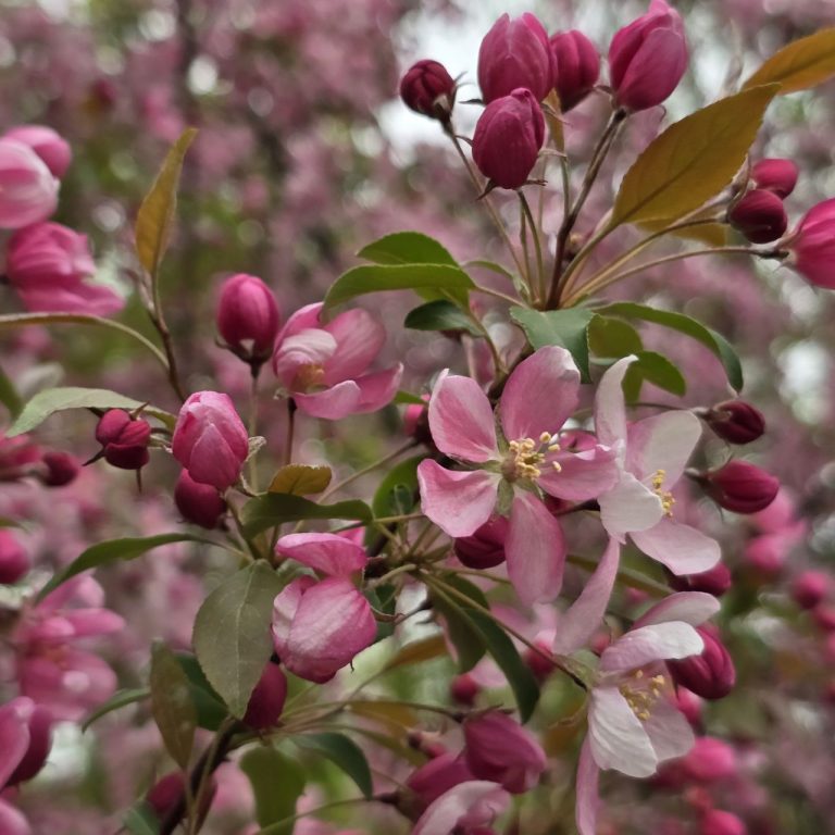 П’ятдесят відтінків рожевого в Центральному парку Харкова (фото)