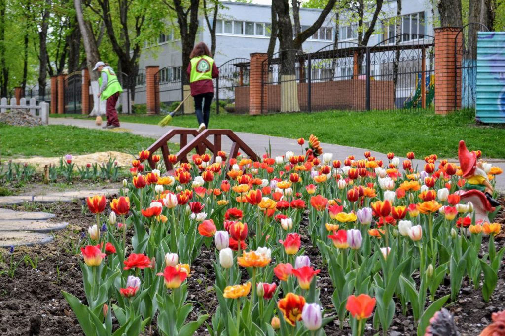 В Харькове зацвели тюльпаны, их высадили прошлой осенью (фото)