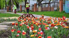 В Харькове зацвели тюльпаны, их высадили прошлой осенью (фото)