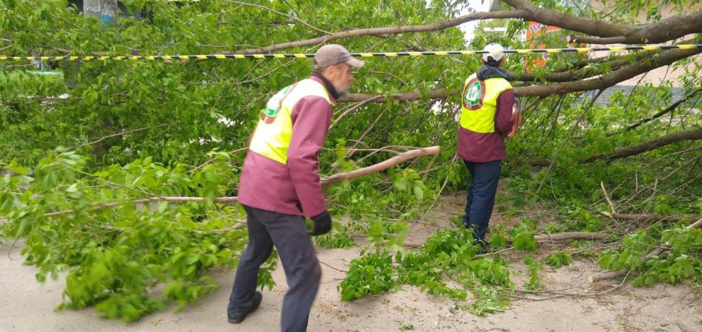 Ветер сломал деревья в Харькове (фото)