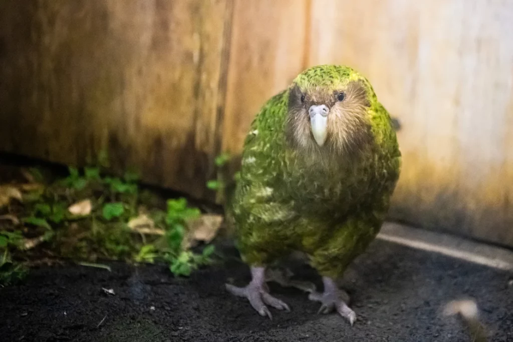 Какапо, находящийся под угрозой исчезновения, является одним из уникальных сокровищ Новой Зеландии. Лю Ян/iStockphoto/Getty Images