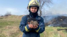 Маленького ежика спасли от смерти в огне харьковские пожарные