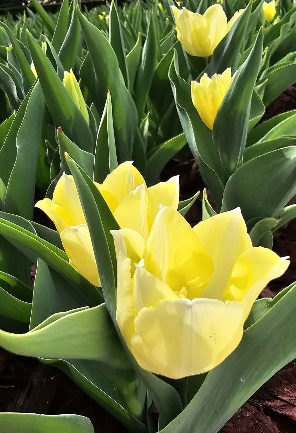 Тюльпани Фото: Центральний парк