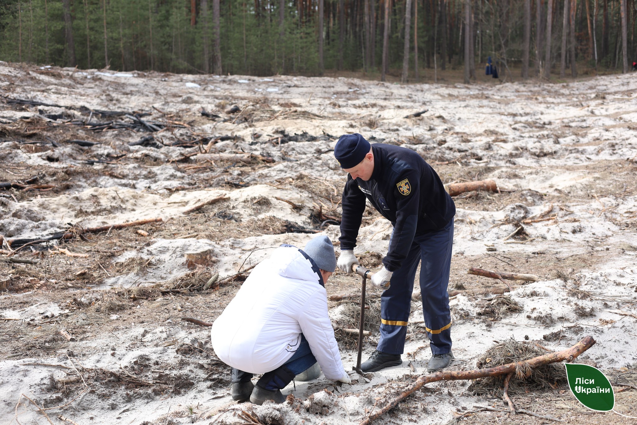 Висаджують дерева в Харківській області.