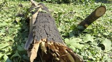Повалені дерева, пошкоджені газони: Центральний парк Харкова після «прильоту»