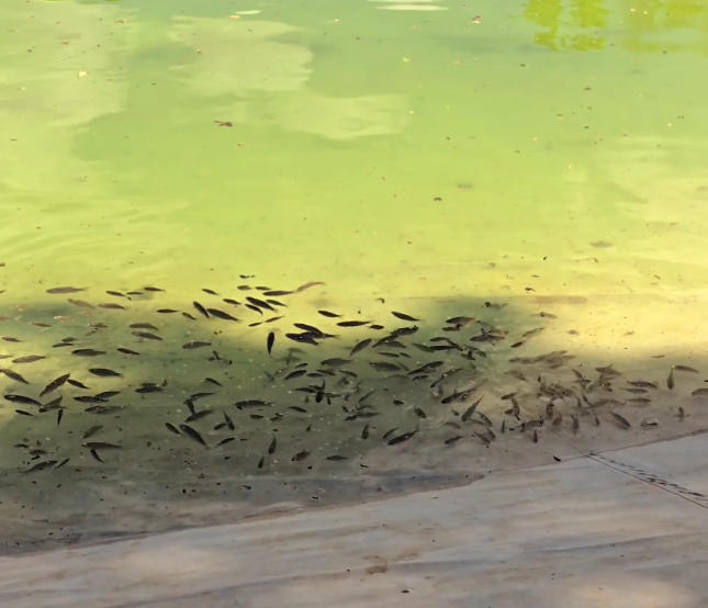 Озеро в Центральном парке Харькова начали наполнять: там уже есть рыба (видео)