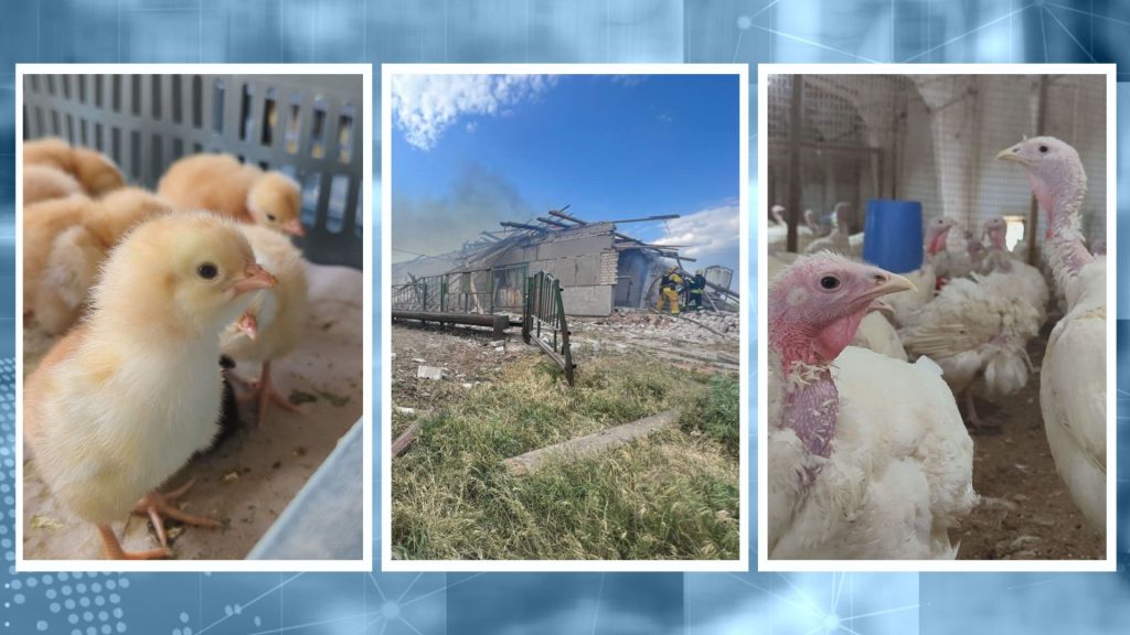 Як виживають аграрії Харківщини: нові загрози та програми підтримки (відео)