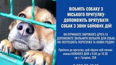 Харьковчан просят взять животных из городского приюта: вольеры переполнены