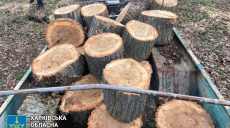 Напилил деревьев на 120 тыс. грн: «черного» лесоруба поймали на Харьковщине