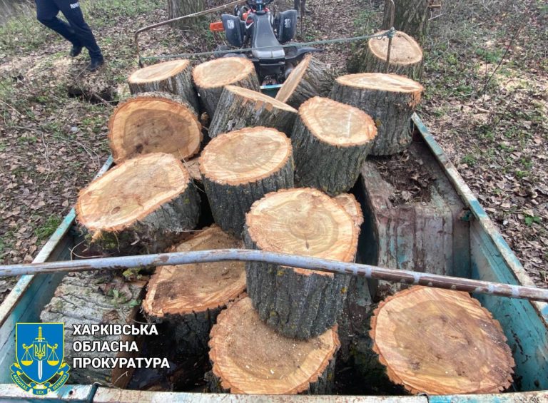 Напиляв дерев на 120 тис. грн: «чорного» лісоруба піймали на Харківщині (фото)