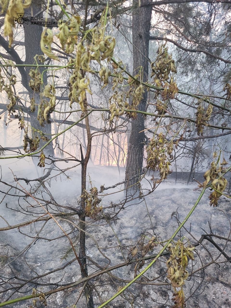 Лесной пожар на Харьковщине 4