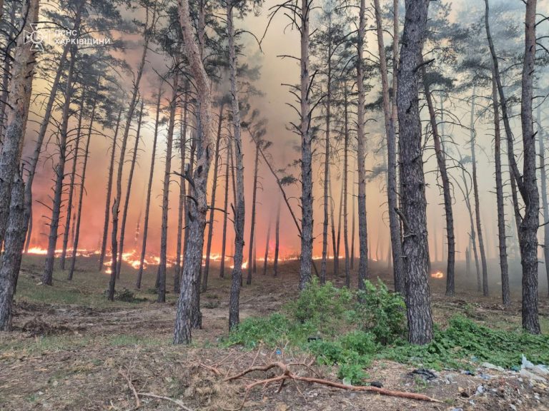 Масштабные лесные пожары в Харьковской области: ГСЧС показала фото