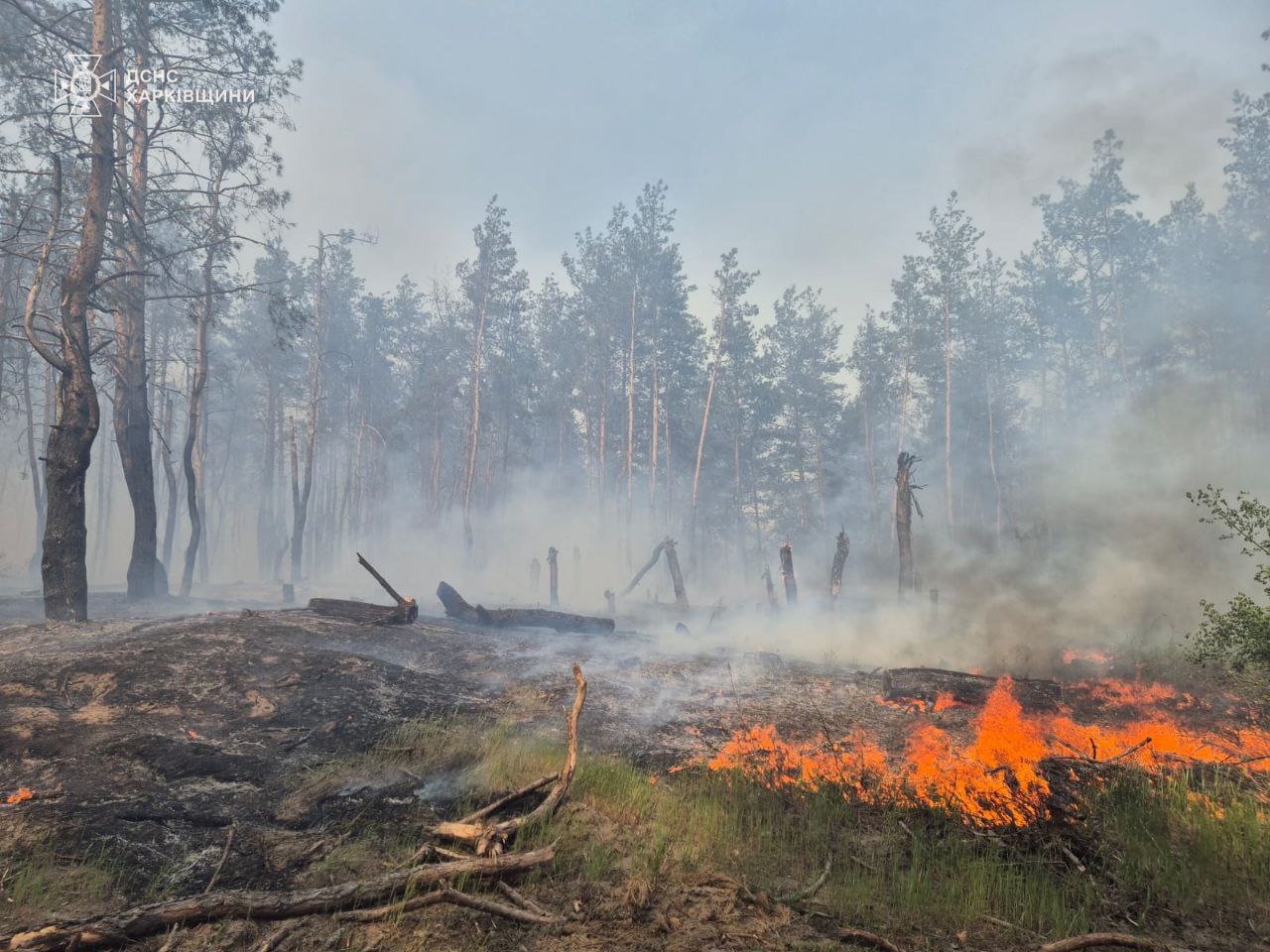 пожар, горит лес в Харьковской области 2