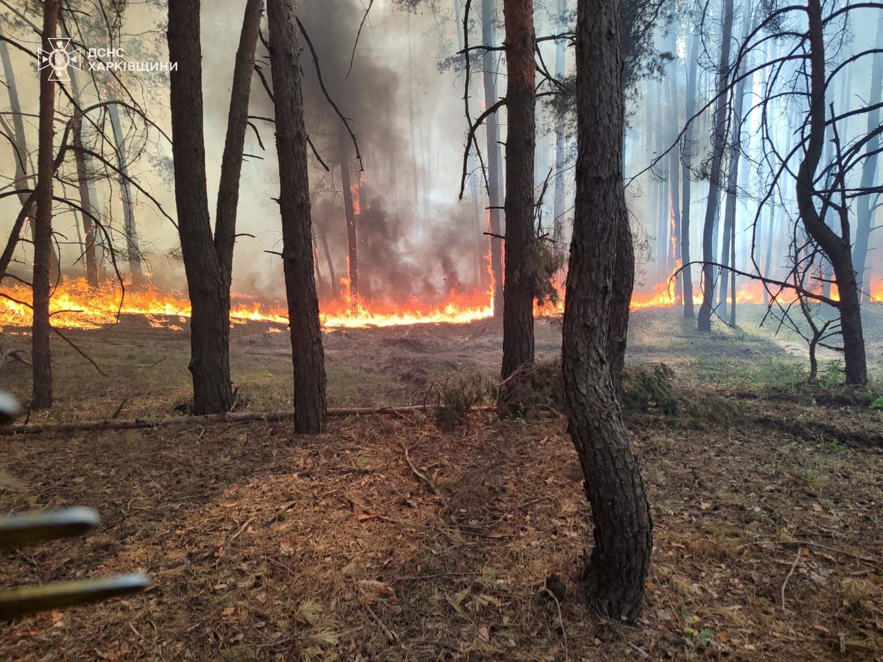 пожежа, горить ліс у Харківській області 5