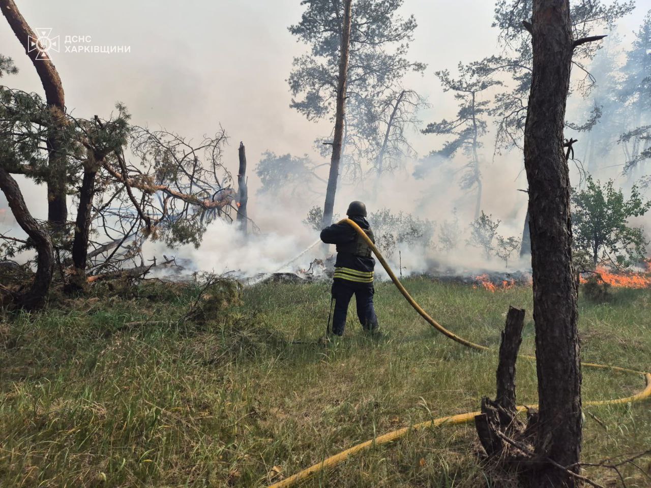 пожар, горит лес в Харьковской области 6