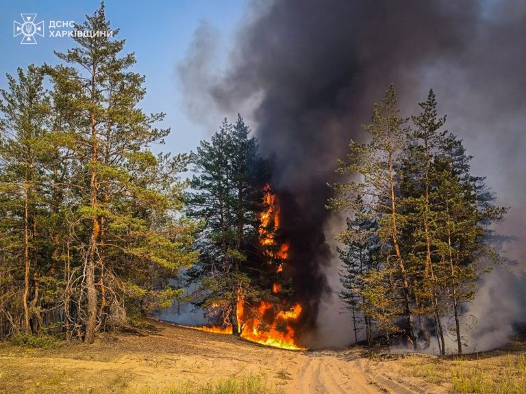 Ліси палають на Харківщині через обстріли росіян (фото)