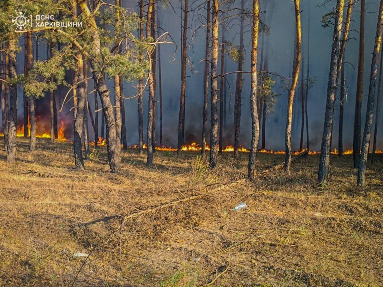 На Харьковщине продолжают гасить пять лесных пожаров, горят 3000 га — ГСЧС