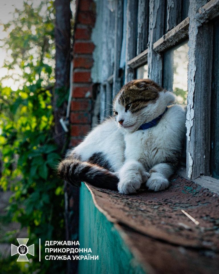 Кота на Харьковщине спасли пограничники, Джо теперь живет на фронте (фото)