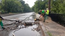 Стихія знову вирувала в Харкові: у мерії підраховують повалені дерева (фото)