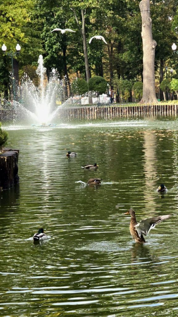 Переселили лебедей, Центральный парк
