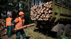 Тяжелая зима: на Харьковщине резко вырос спрос на дрова
