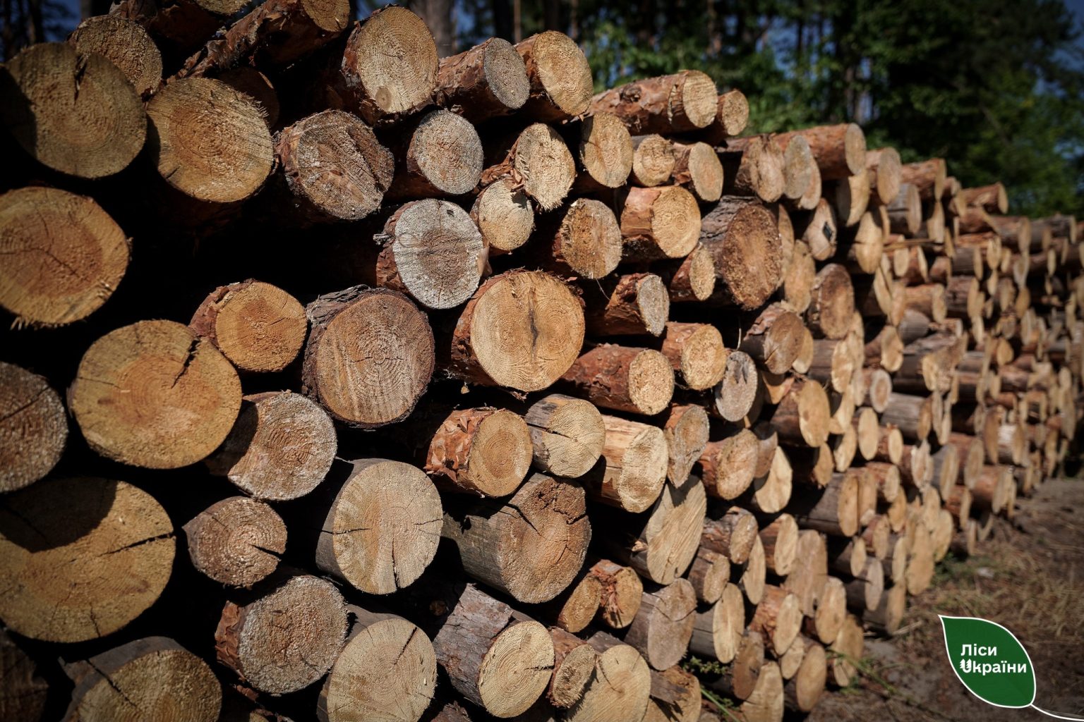 Дрова есть? Куда обращаться на Харьковщине, чтоб не переплачивать перекупщикам