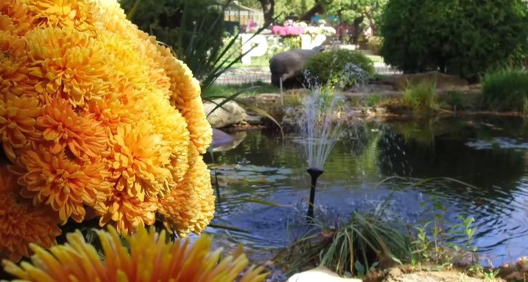 Під Харковом оселився харизматичний красень (відео)