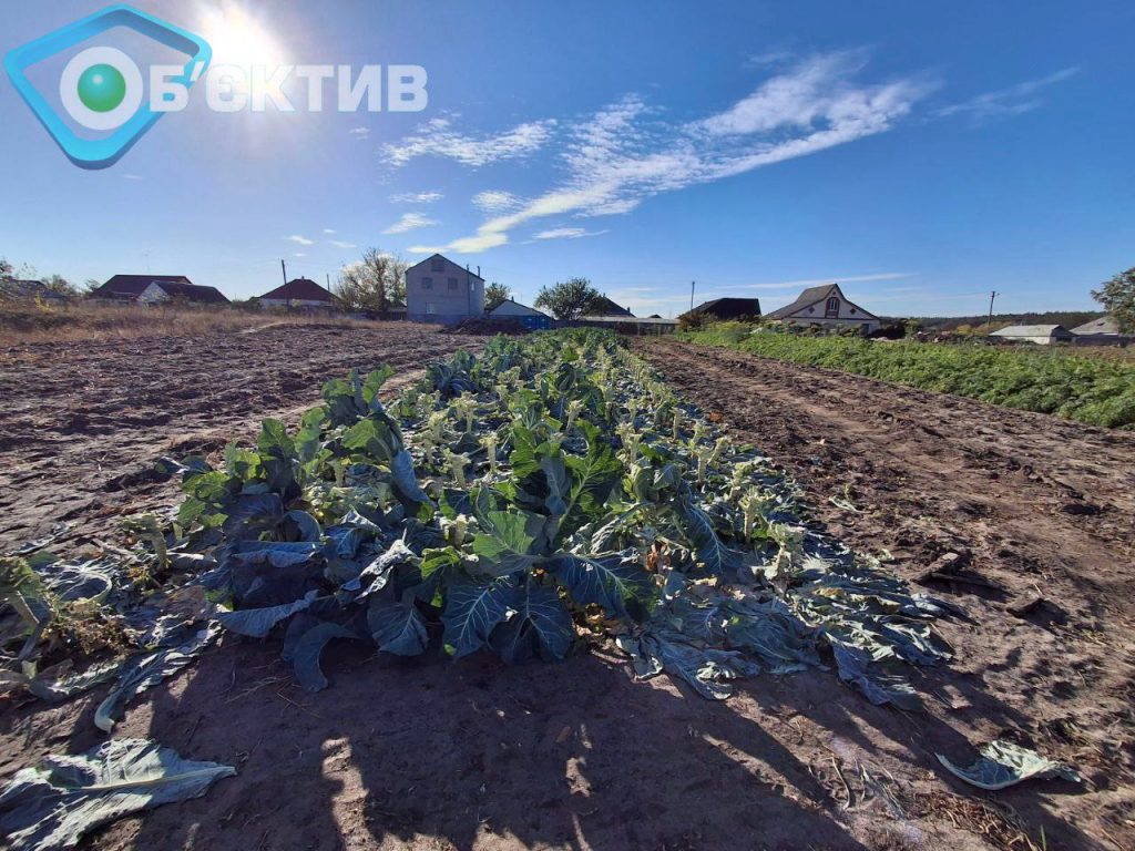 Ризикують життям заради городів: на Харківщині вирощують врожаї під обстрілами
