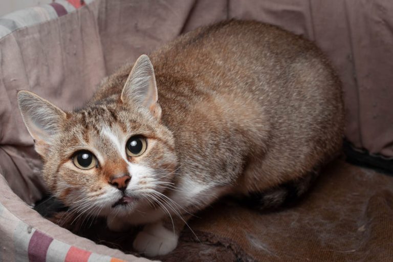 Сколько животных стерилизовали и пристроили в Харькове в 2025 году силами КП