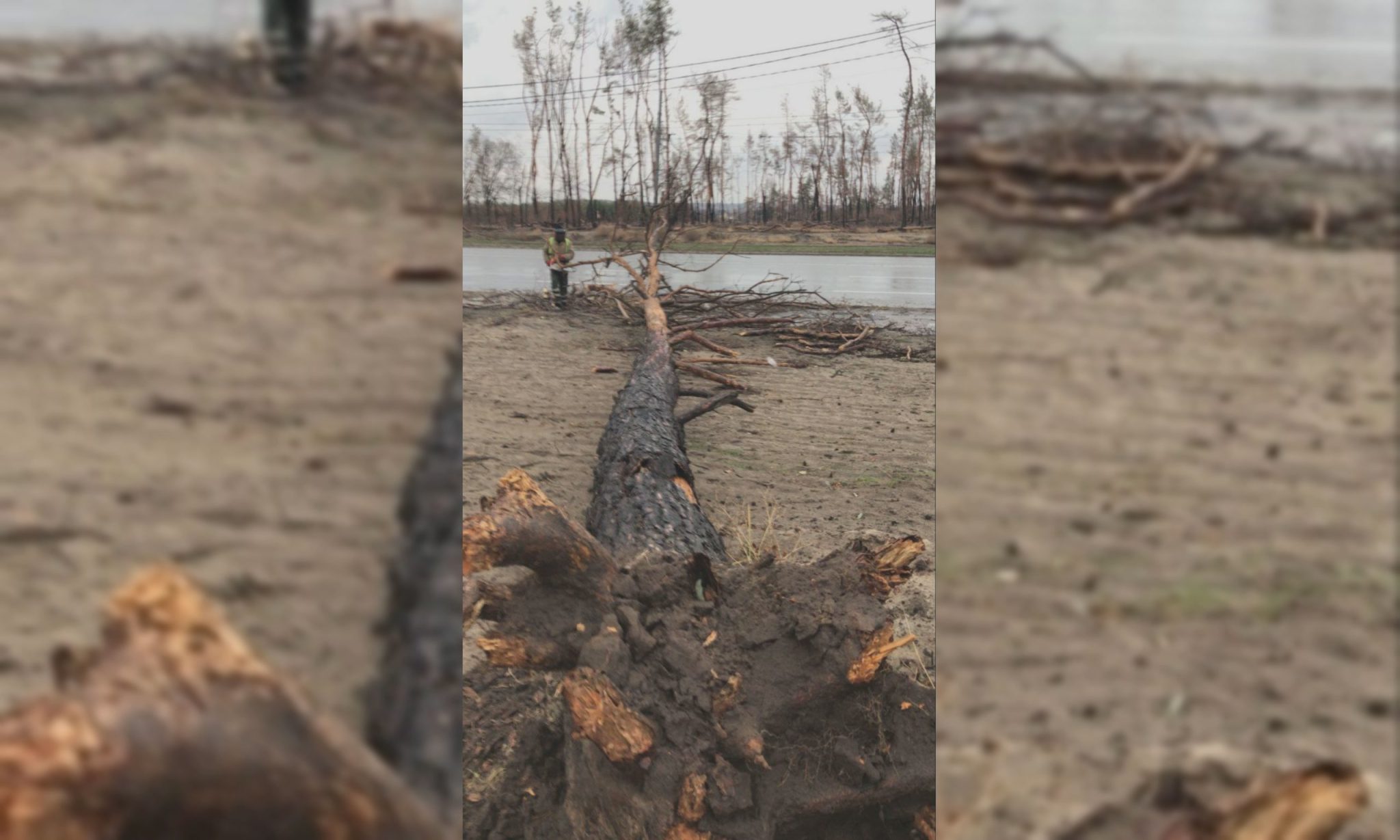 Буревій у Харкові: велика гілка дерева перегородила проїжджу частину (фото)