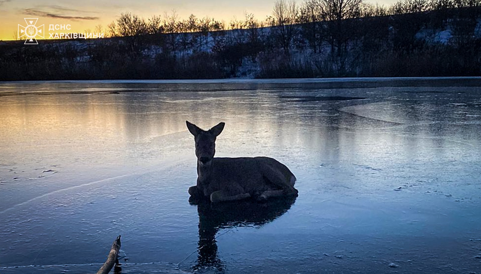 Косулю из ледяной воды достали спасатели на Харьковщине (фото)