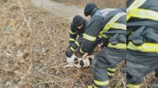 Спасение четырехлапого в Богодуховском районе: в ГСЧС показали видео операции